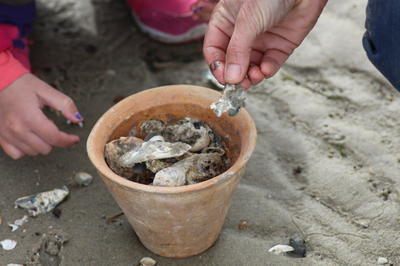 Le petit monstre du Bassin