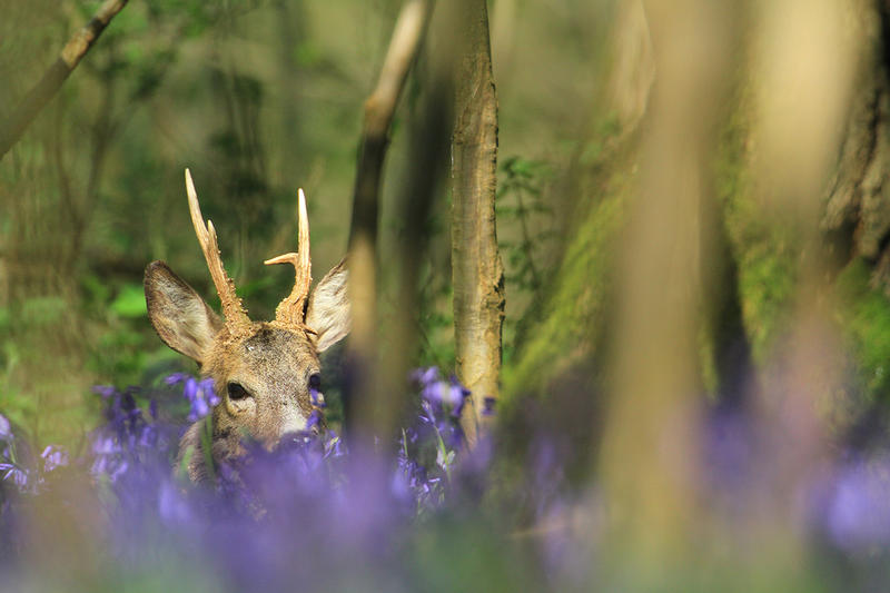Bois départemental de Maroeuil - les animaux du bois