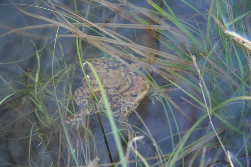 Faune et Flore de l'étang