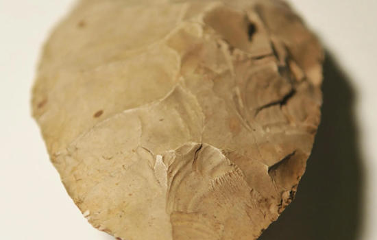 Atelier : Mystérieux fossiles