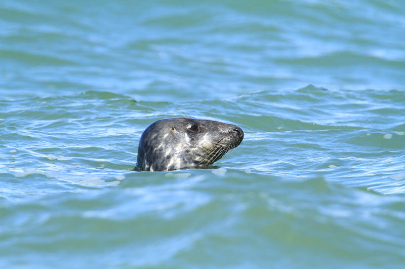 Baie d'Authie - les phoques