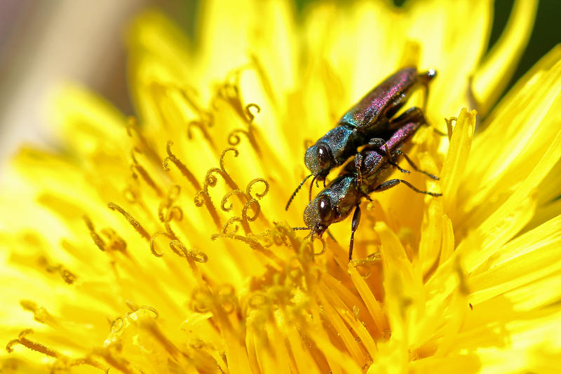 Exposition photos : Insectes et Papillons par Jean-Luc Laumonier