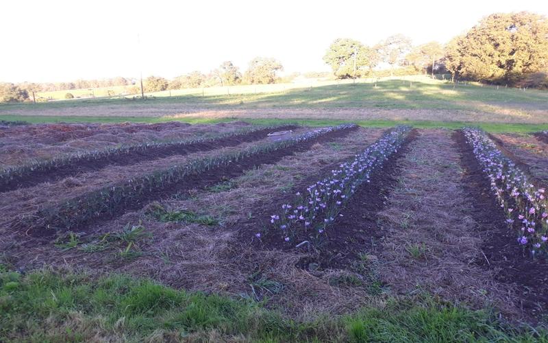 Sortie nature Cpie Pays Basque : "Une épice nommée Safran"