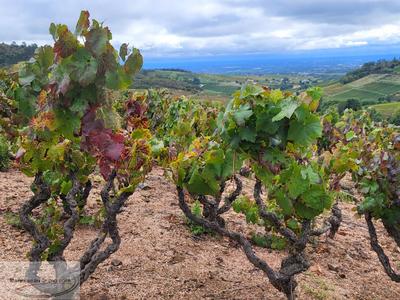 Terrain agricole - 27 297 m²