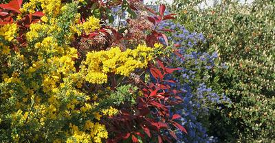 Atelier &quot;Repenser sa Haie Pour Moins la Tailler&quot;