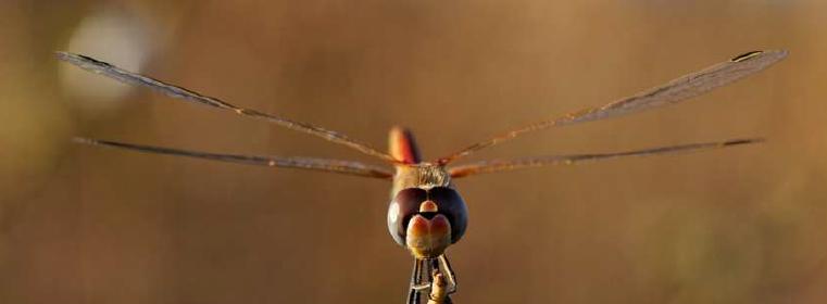 Entre deux mondes : la vie des libellules - Dimanche Nature