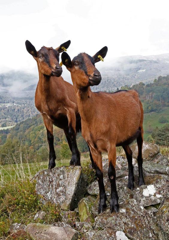 Visite et traite des chèvres à la ferme du Londenbach