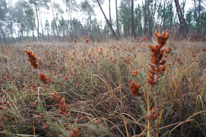 Journée mondiale des Zones Humides