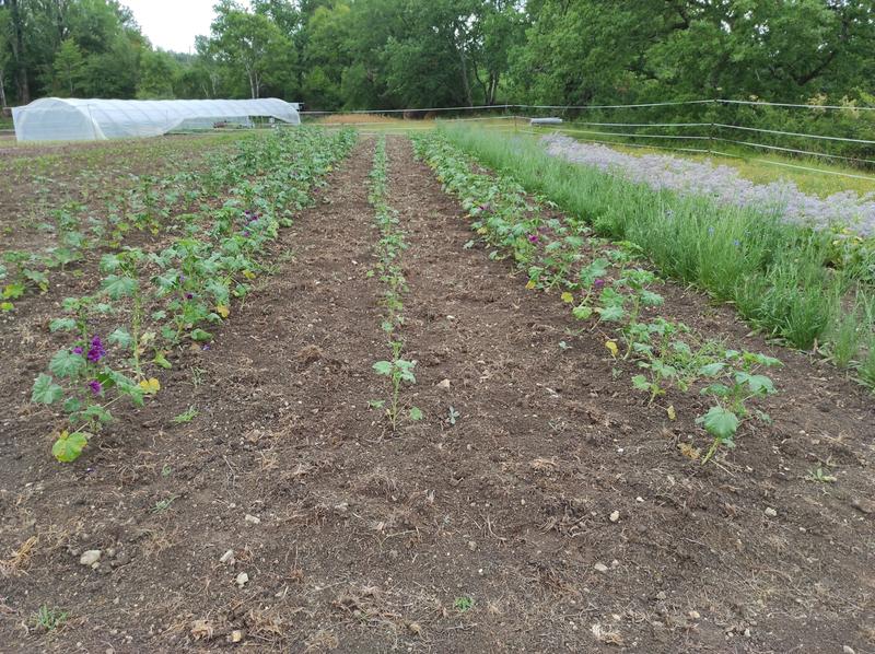 Visite de la ferme bio Neoherba