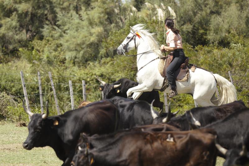 Visite en calèche et animation taurine