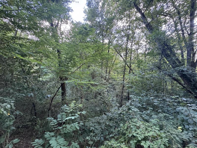 Terrain - 50 154 m²