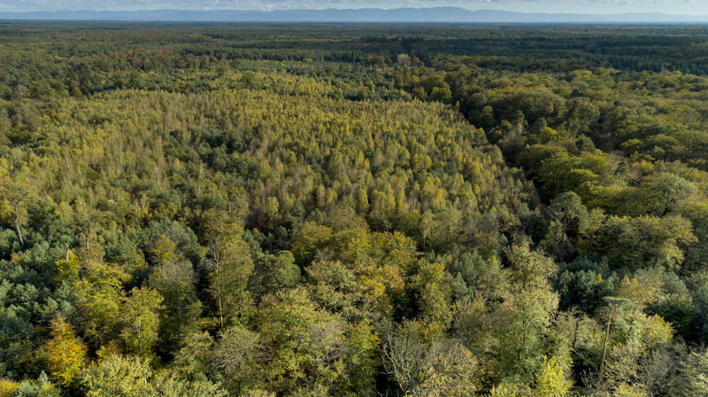Sylvafresque, un atelier pour comprendre la forêt