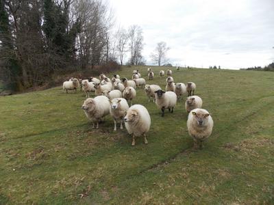 Corps de ferme - 110 m² - 5 pièces