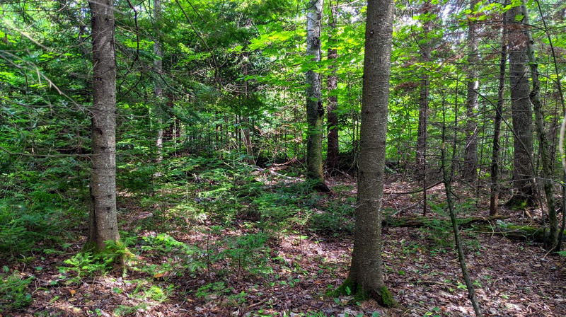 Terrain de loisirs - 5 598 m²