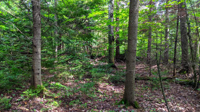 Terrain de loisirs - 5 598 m²