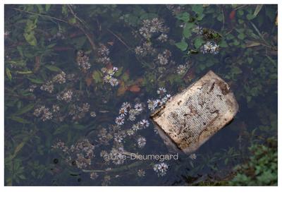 Sous les clichés, la page !