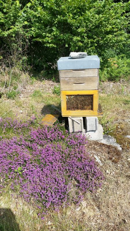 Melissa Miel, visite gratuite chez un apiculteur