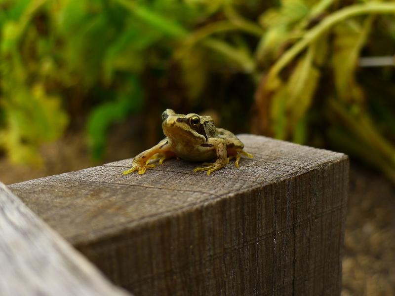 Comptage des pontes de grenouilles rousses