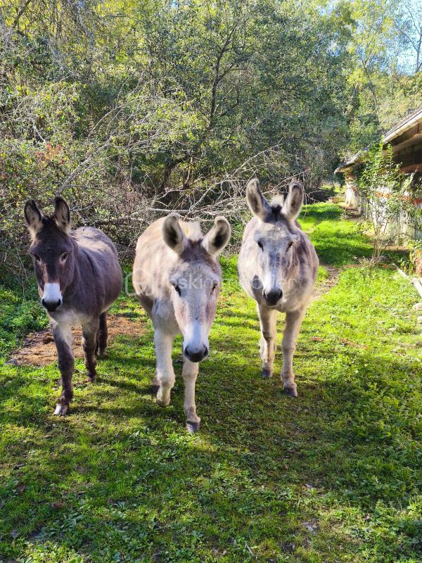 Propriété - 112 m² - 6 pièces