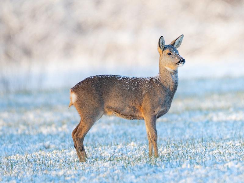 Exposition photos animalières