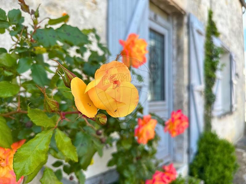 Maison en pierre - 120 m² - 5 pièces