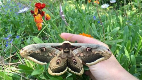 Jardin aux Papillons