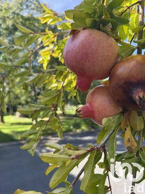 Maison - 605 m² - 19 pièces