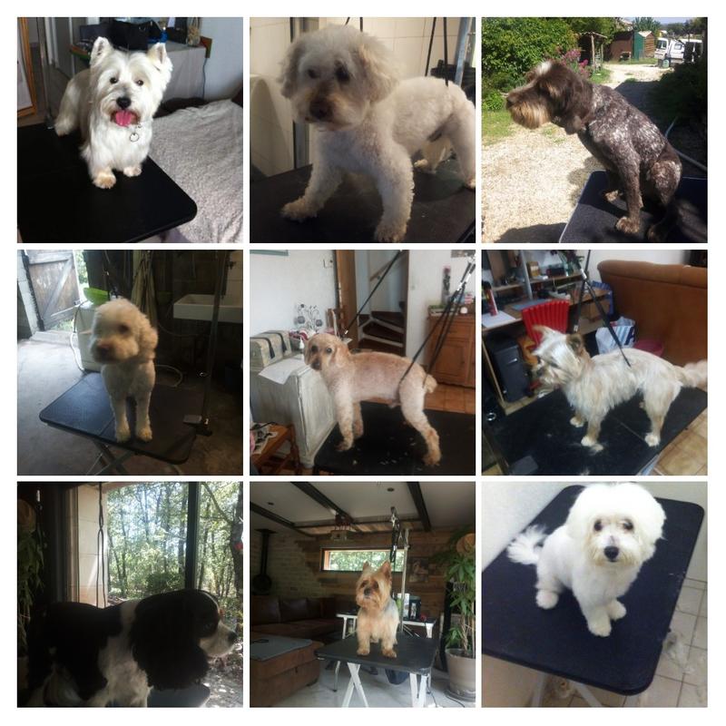 Chris services animaliers