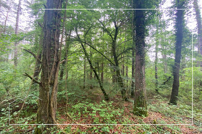 Terrain - 67 687 m²