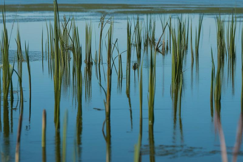 Promenade photographique du Rangen : Affûts
