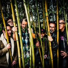 Washington Dead Cats