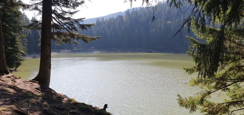 Club Vosgien : le sentier des Névés