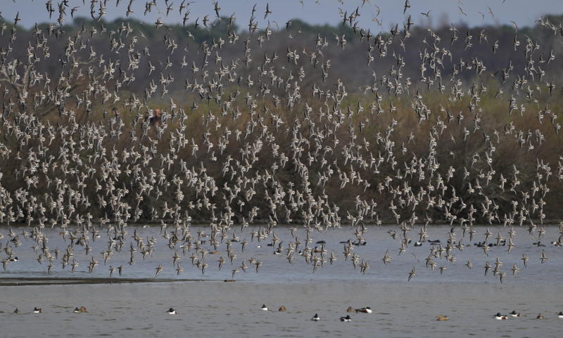 Formation aux oiseaux du littoral : les limicoles, le temps de l'hiver