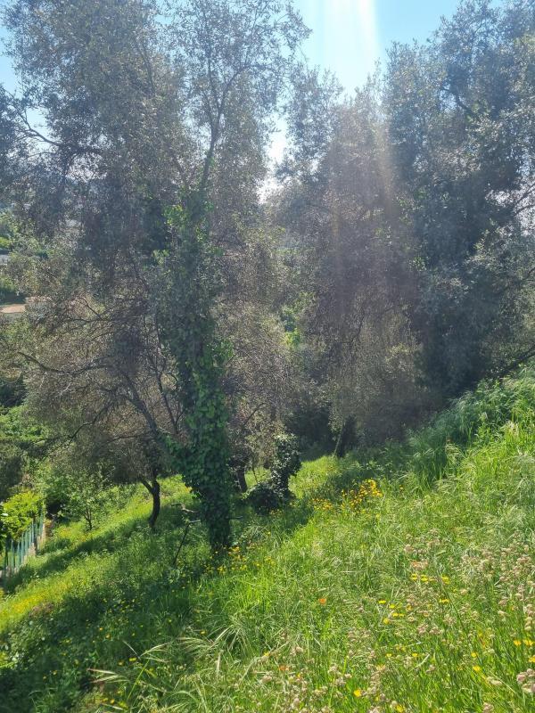 Terrain constructible - 1 161 m²