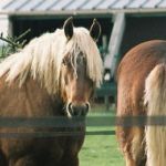 Attelage du Fer a Cheval