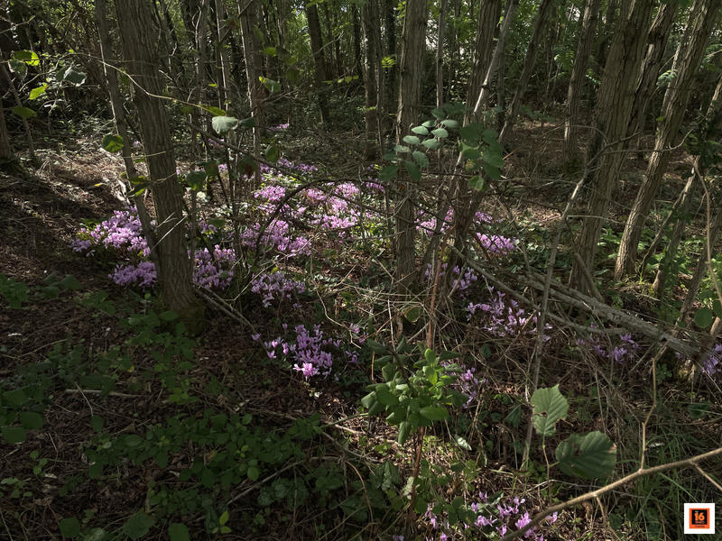 Maison ancienne - 60 m² - 4 pièces