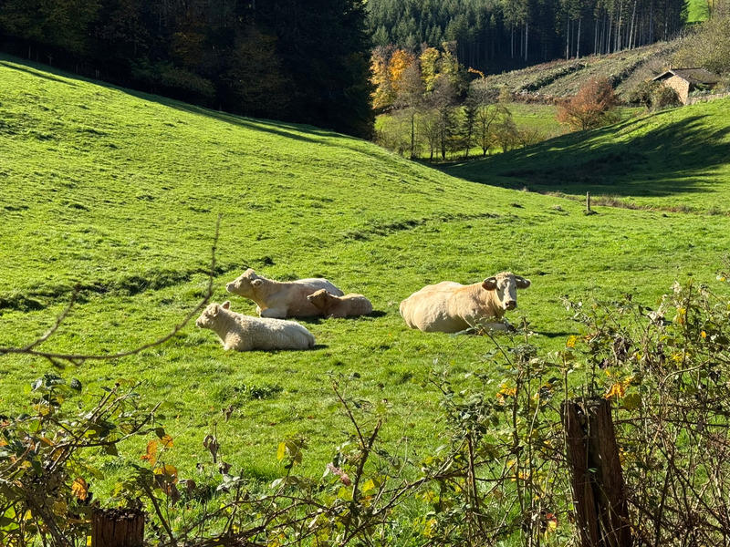 Maison - 216 m² - 7 pièces