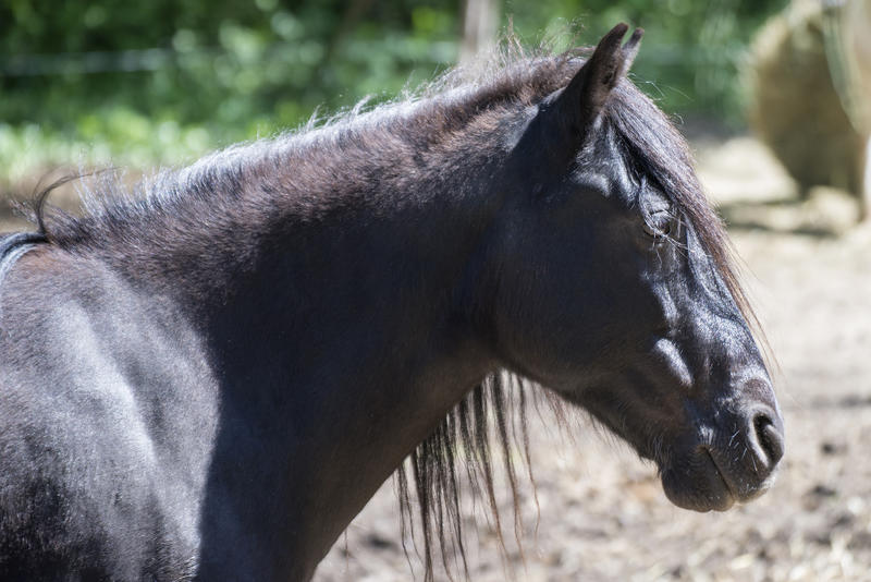 Parc Animalier de Lussas