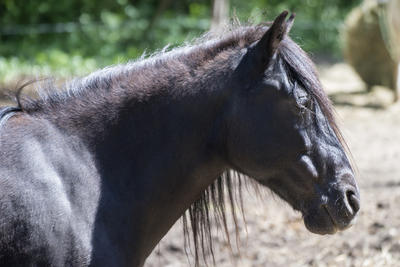 Parc Animalier de Lussas