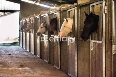 Maison de domaine équestre - 1 500 m²