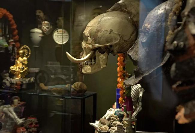 Semaine du Cerveau :  Révélations sur l’évolution du cerveau humain