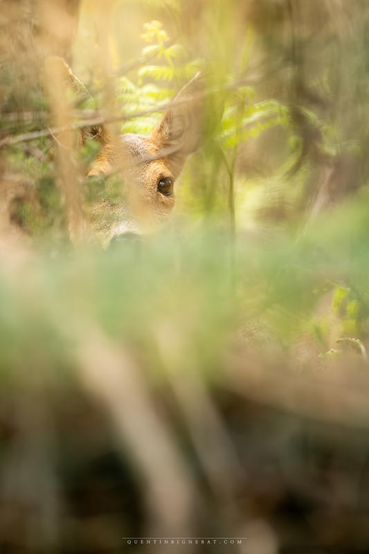 Quentin Bignebat - Photos Animalières des Landes