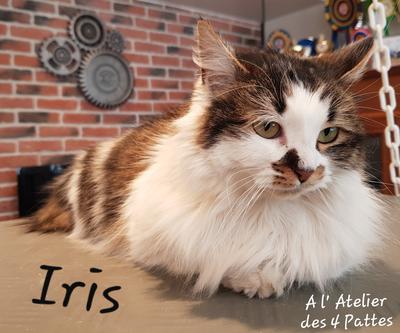 A l'Atelier des 4 pattes