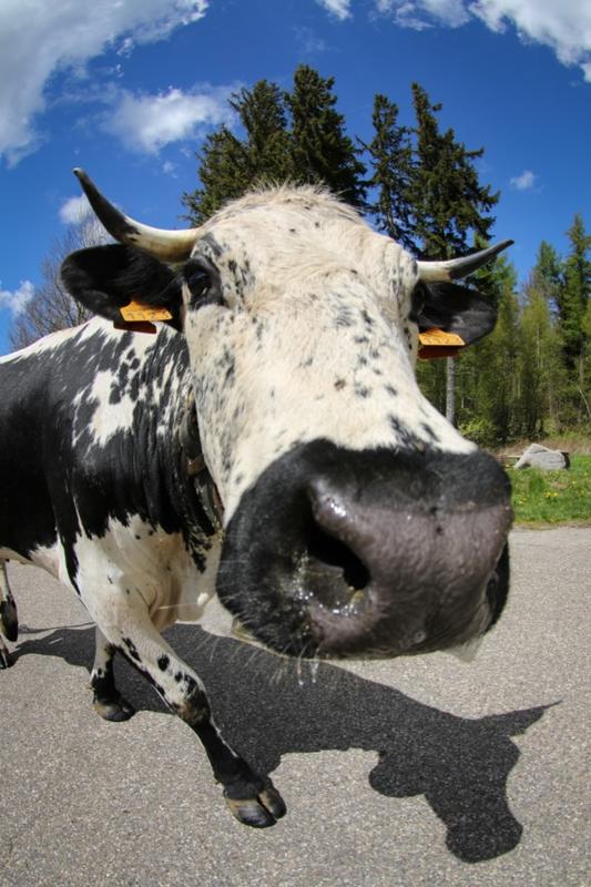 Transhumance avec la ferme auberge Buchwald