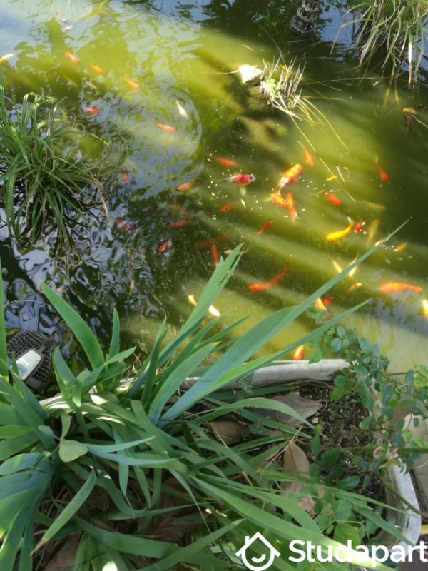 Appartement - 16 m² - 1 pièce