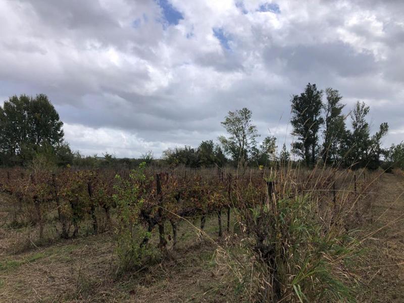 Terrain - 18 960 m²