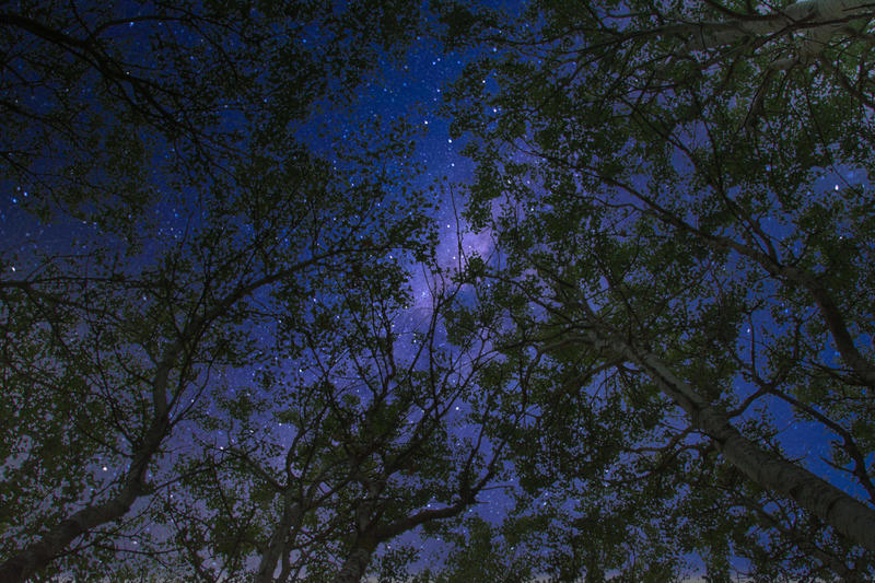 Marche contée : a l'affût des rois mages