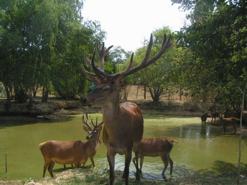 Ferme aux cerfs et aux sangliers