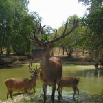 Ferme aux cerfs et aux sangliers