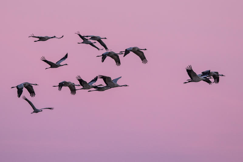 Le lever des grues cendrées